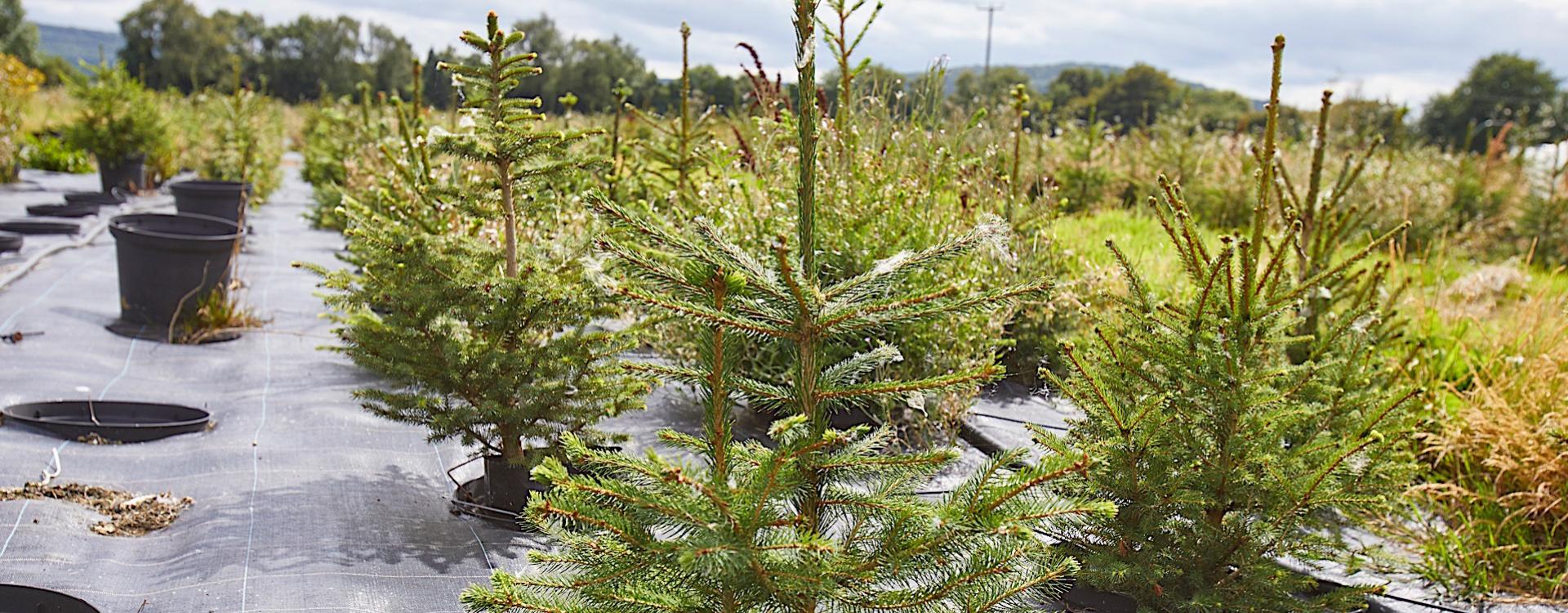 How to make the festive season ecofriendly? Rent your Christmas tree
