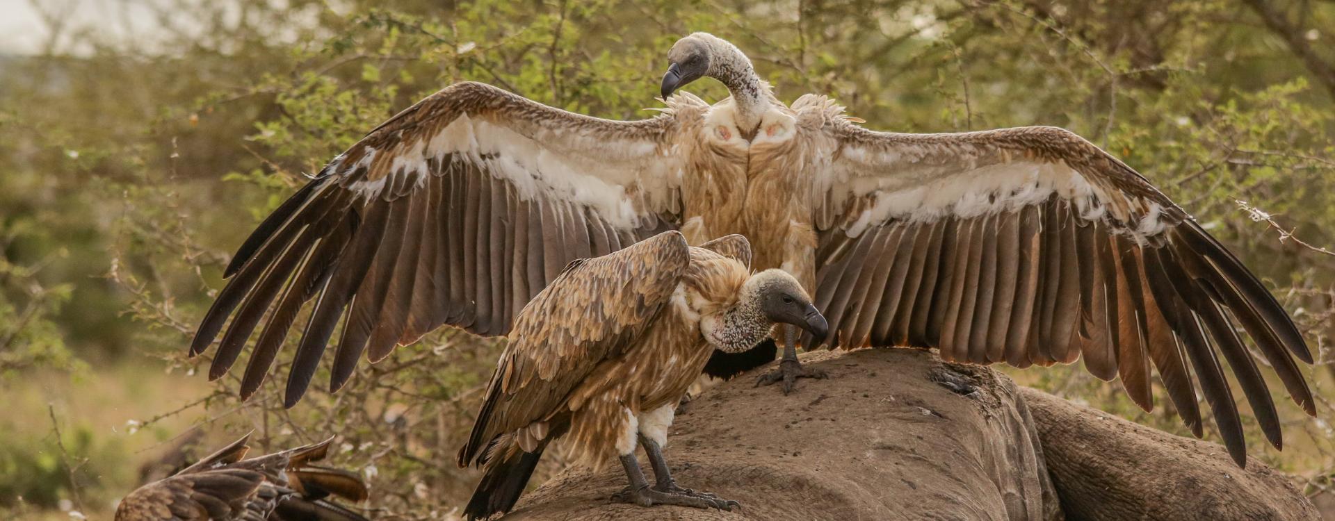 Why the health of Africa’s ecosystems depends on the survival of