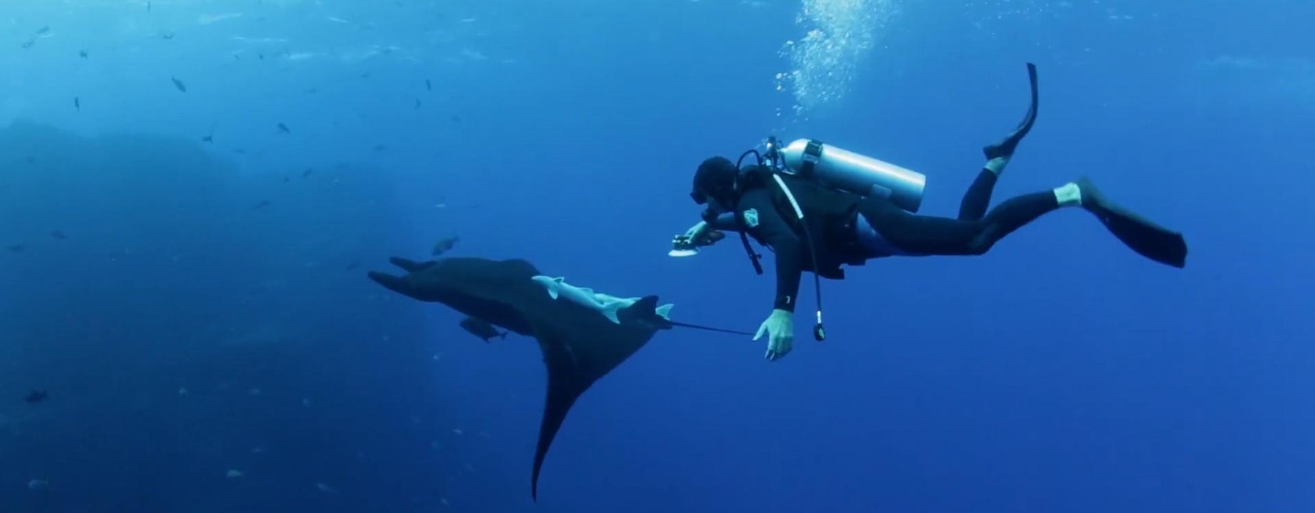 Finder of largest manta ray population spurs empathy for the species