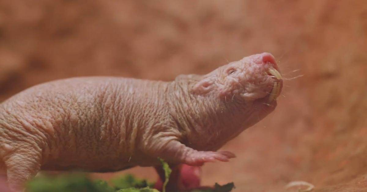 The invincible rodents: How naked mole rats conquer cancer, pain, and darkness | Beautiful News The invincible rodents: How naked mole rats conquer cancer, pain, and darkness | Beautiful News