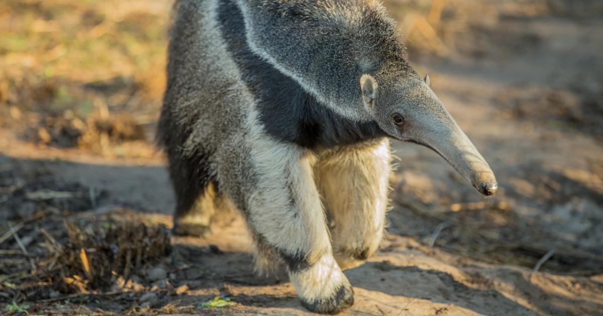 Securing a lifeline for Argentina's most peculiar animal – the giant  anteater | Beautiful News