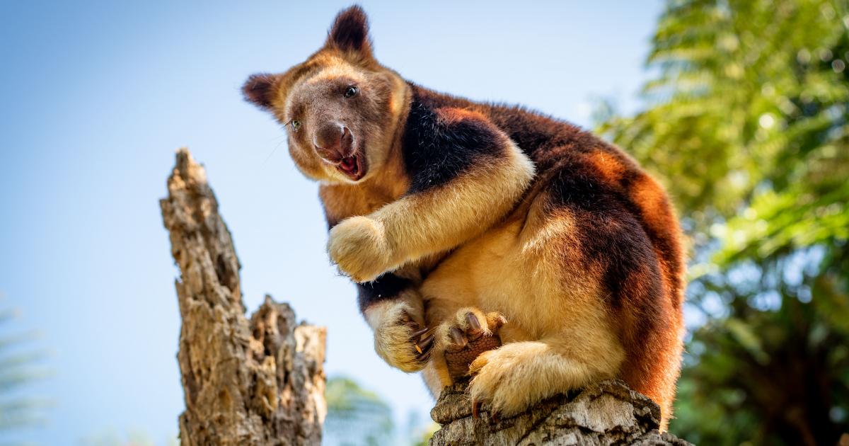 The kangaroos who mastered the art of climbing trees Beautiful News