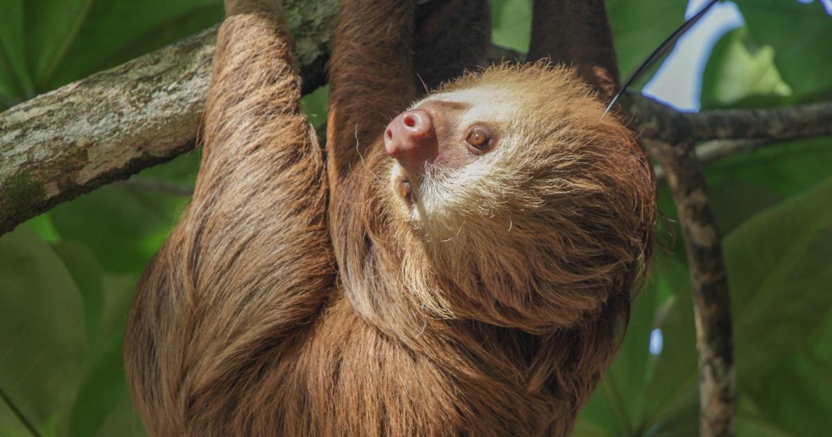 How to keep the sedentary sloth thriving in slow motion | Beautiful News