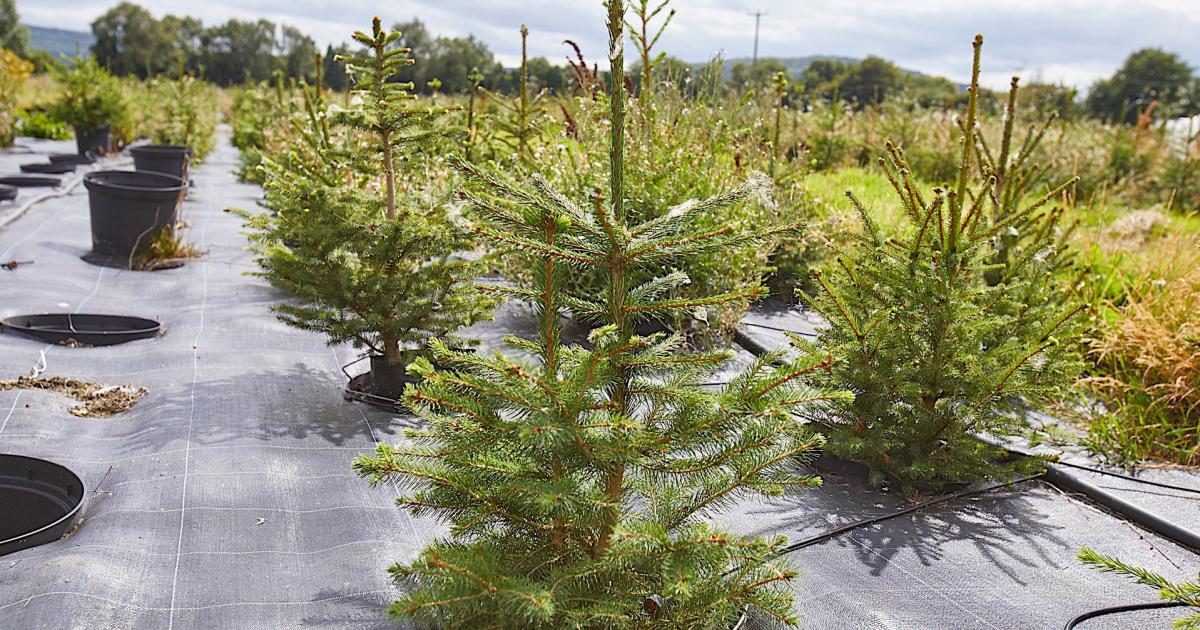 How to make the festive season ecofriendly? Rent your Christmas tree