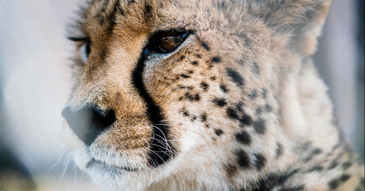 Why cheetahs are running the race of a lifetime | Beautiful News