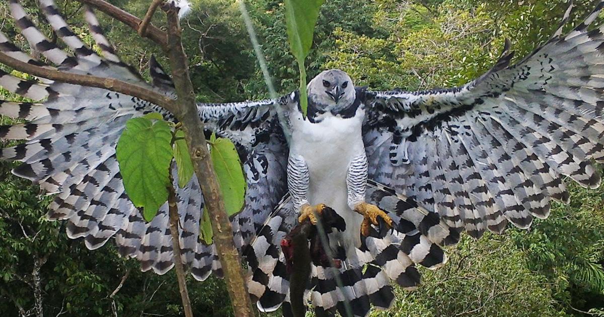 From the ring to the rainforest, this MMA fighter is securing a win for harpy  eagles