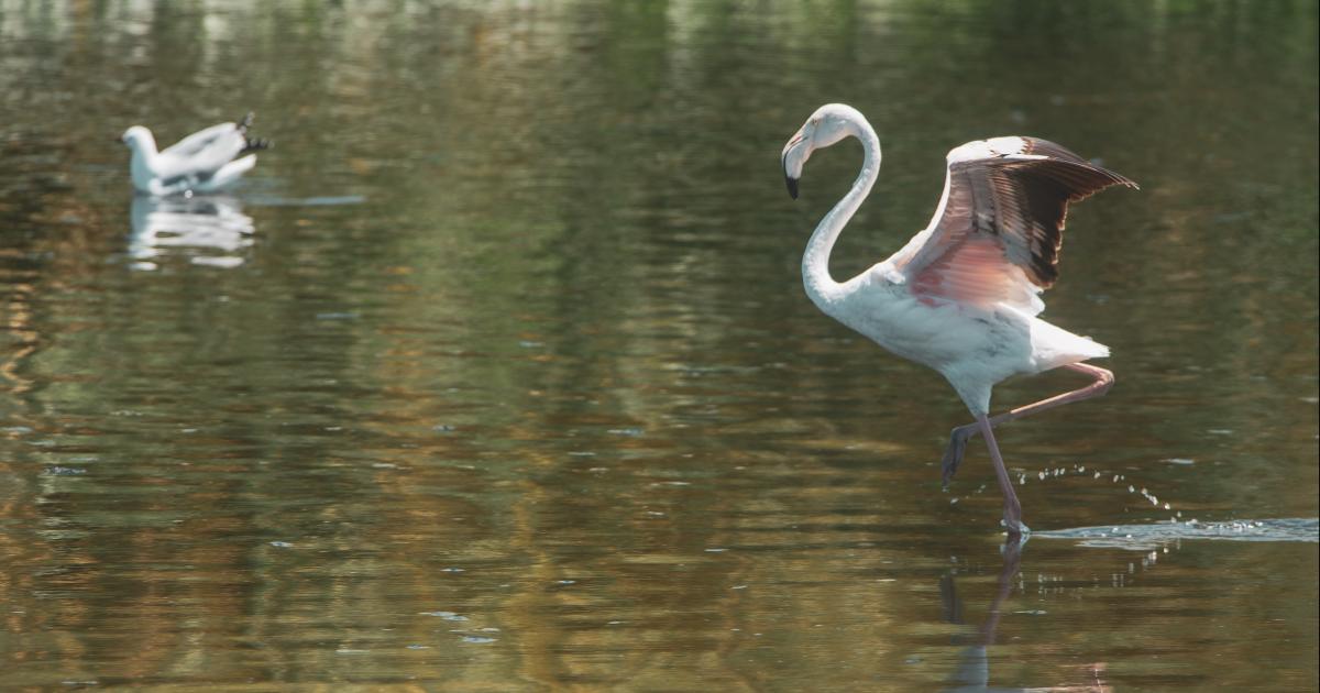 flamingo dance earth flamingo dance earth