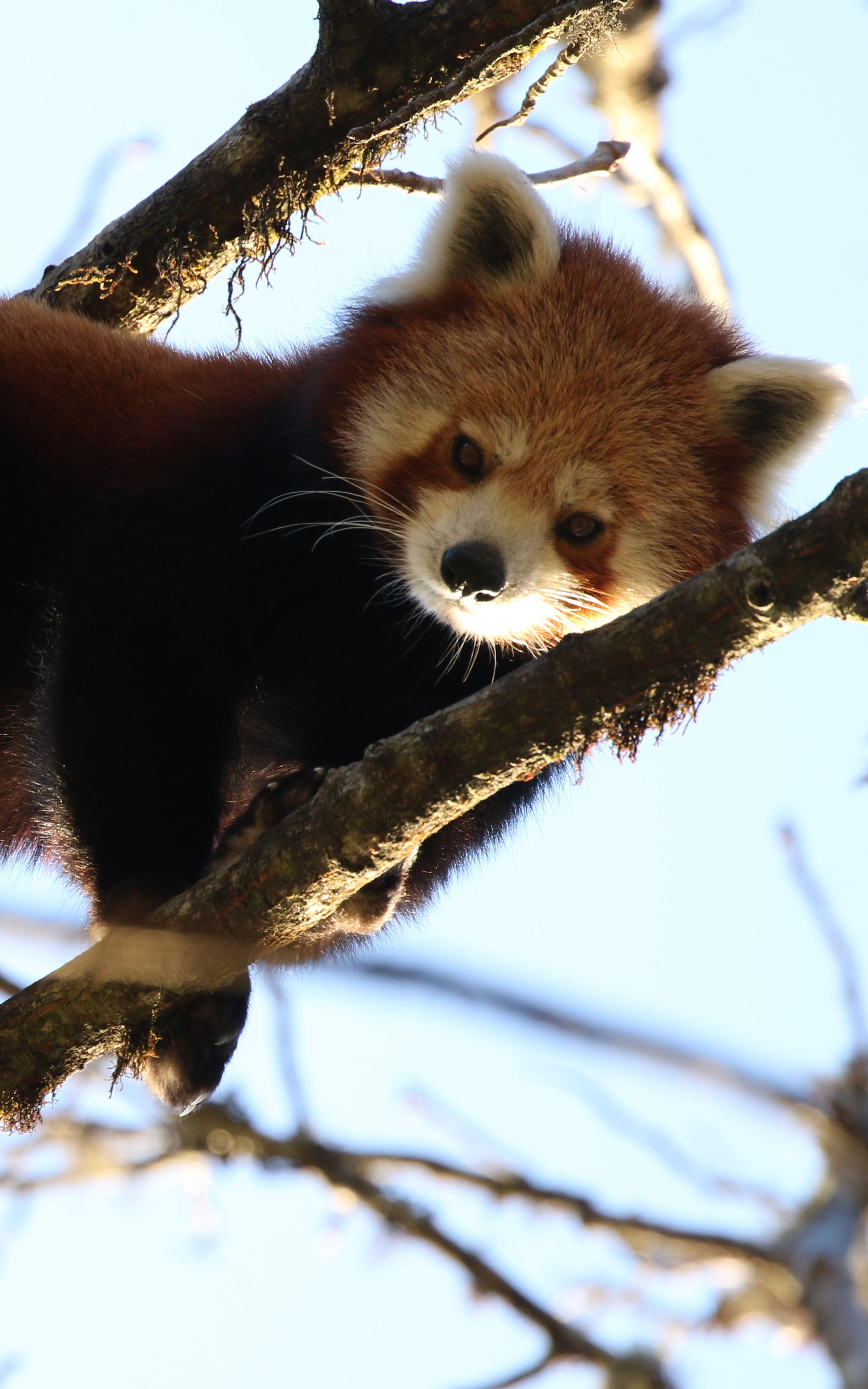 beautiful news red panda