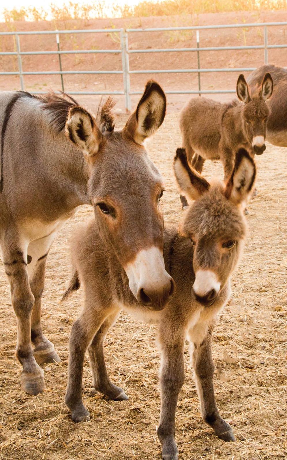 beautiful news donkey rescue