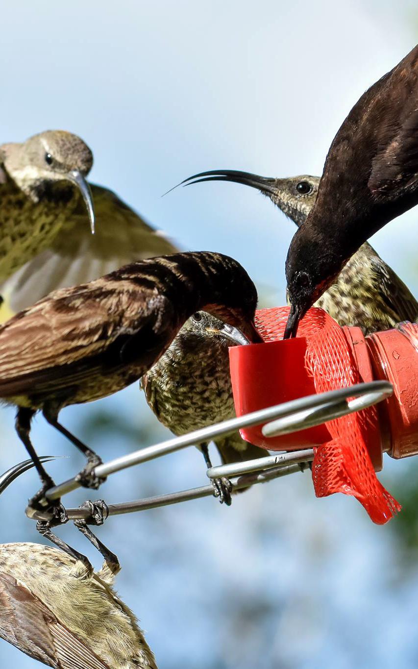 How one woman helped birds take flight after the Knysna fires