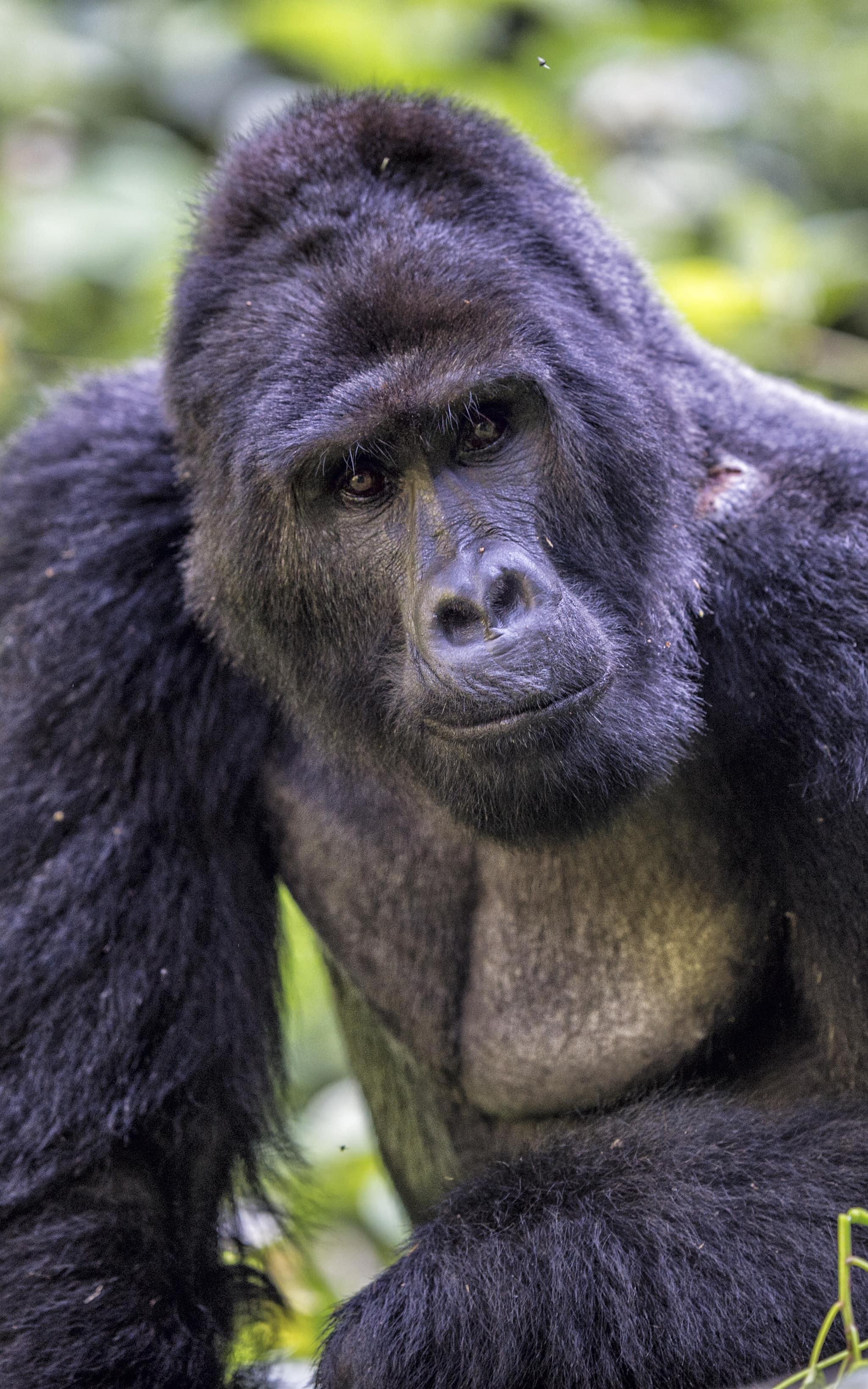Gorilla