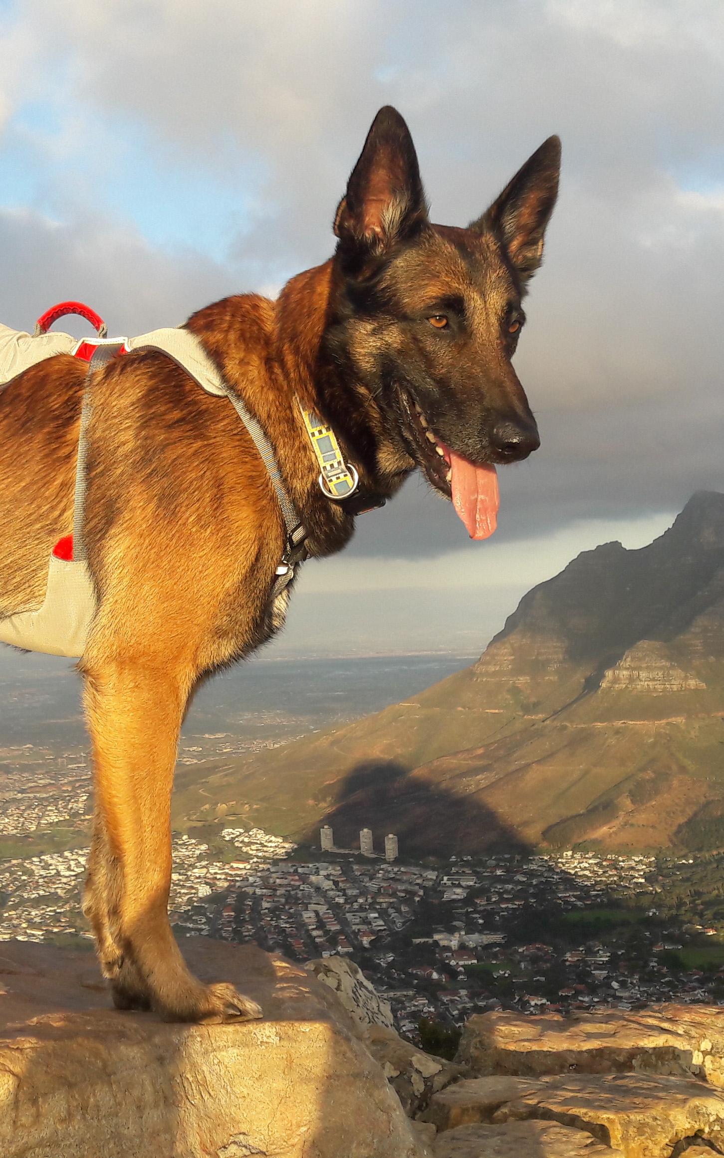 Dog raised money for the Endangered Wildlife Trust.