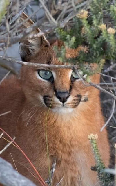 Beautiful News-Caracal in the bush