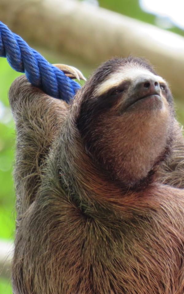 Beautiful News - A sloth hangs peacefully from a rope bridge in Costa Rica