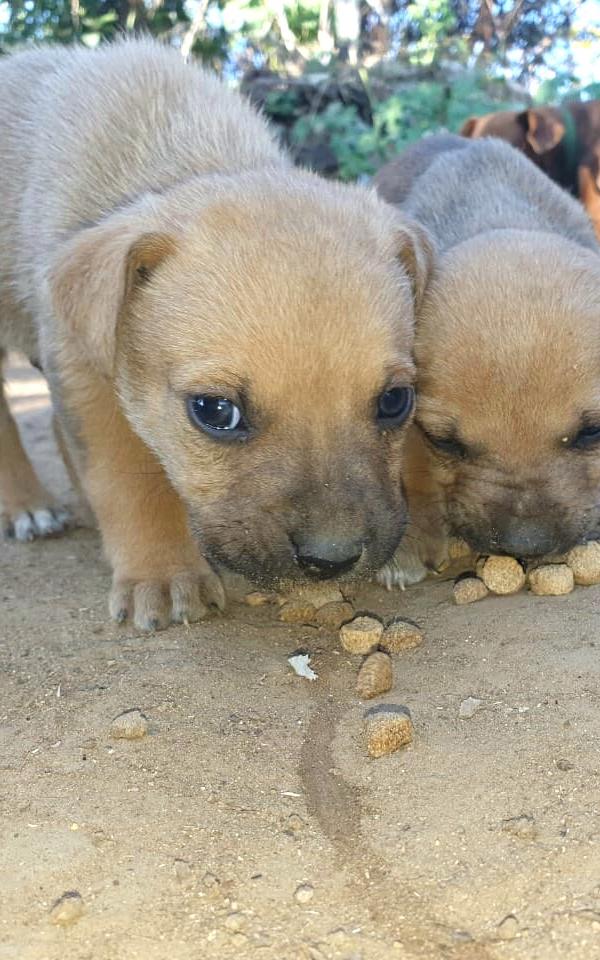 puppies eating kibble