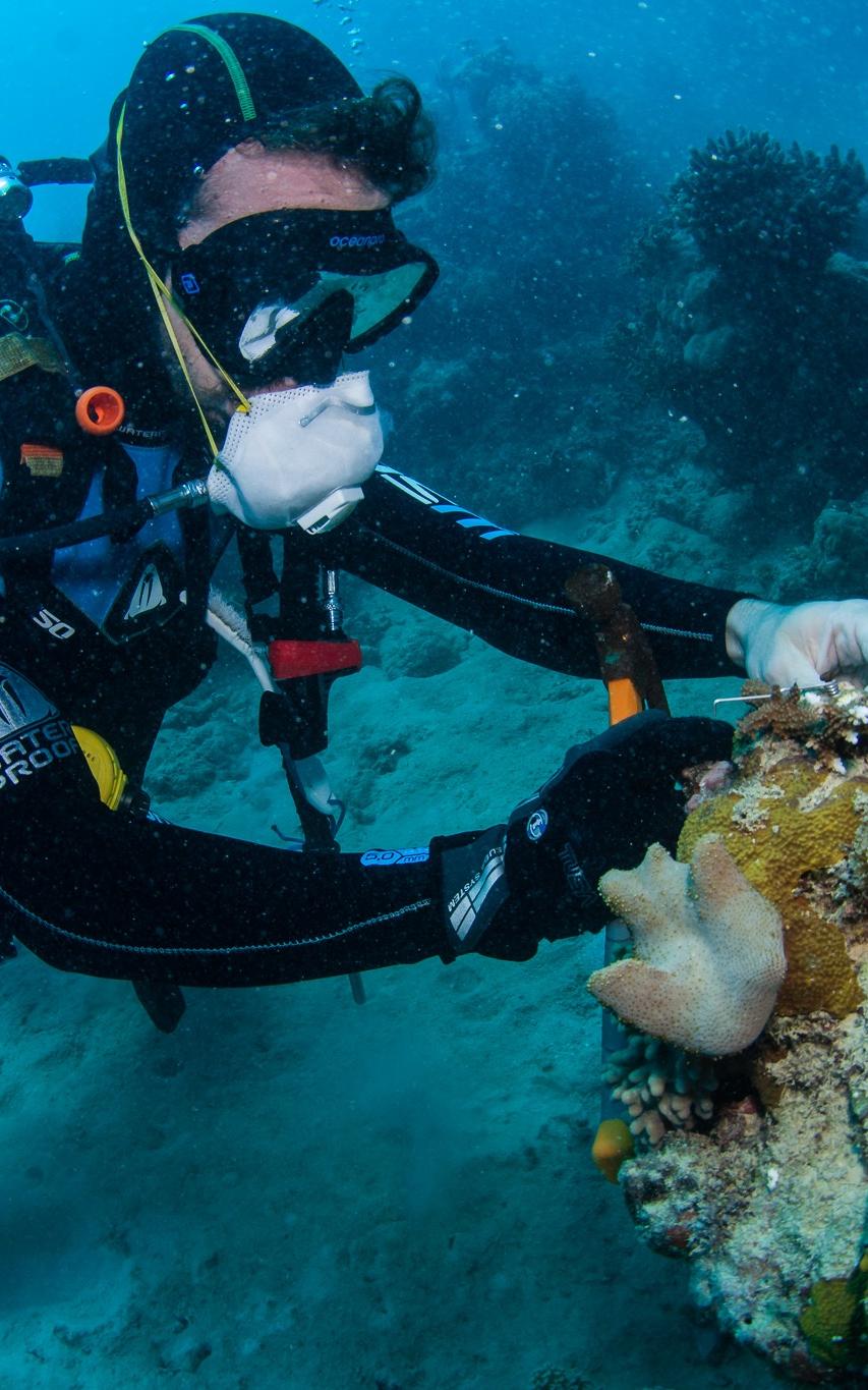 diver in the ocean.