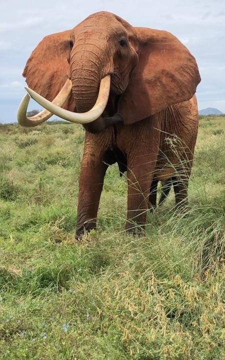 elephants.