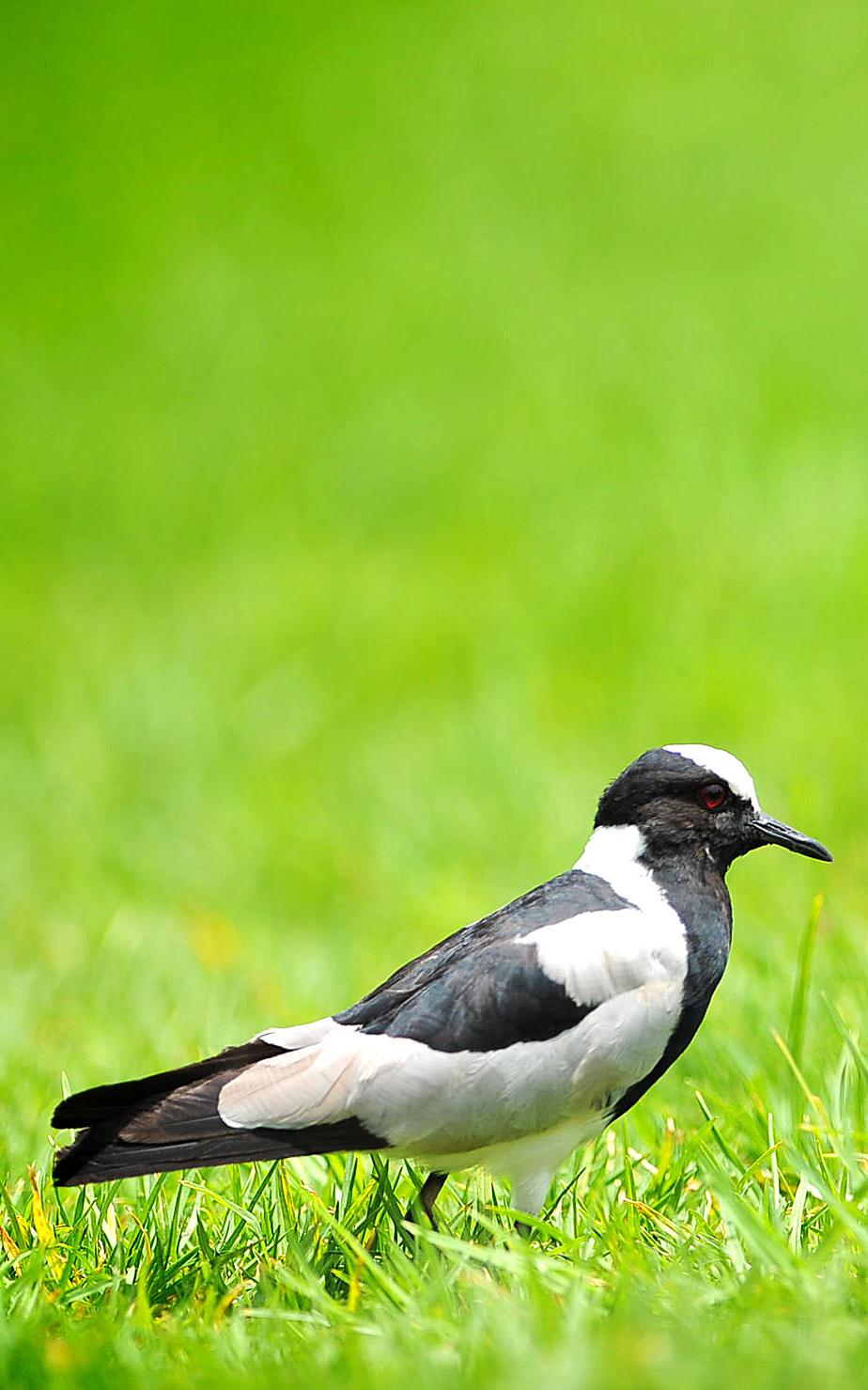 Bird on grass