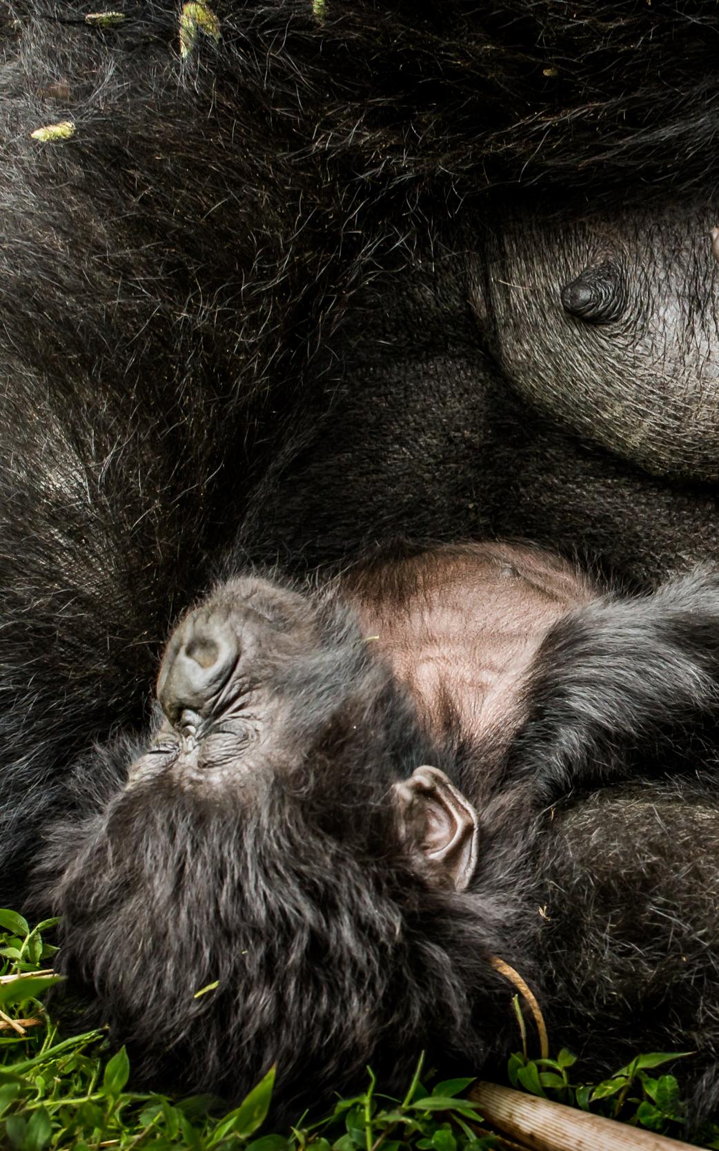 gorillas cuddling
