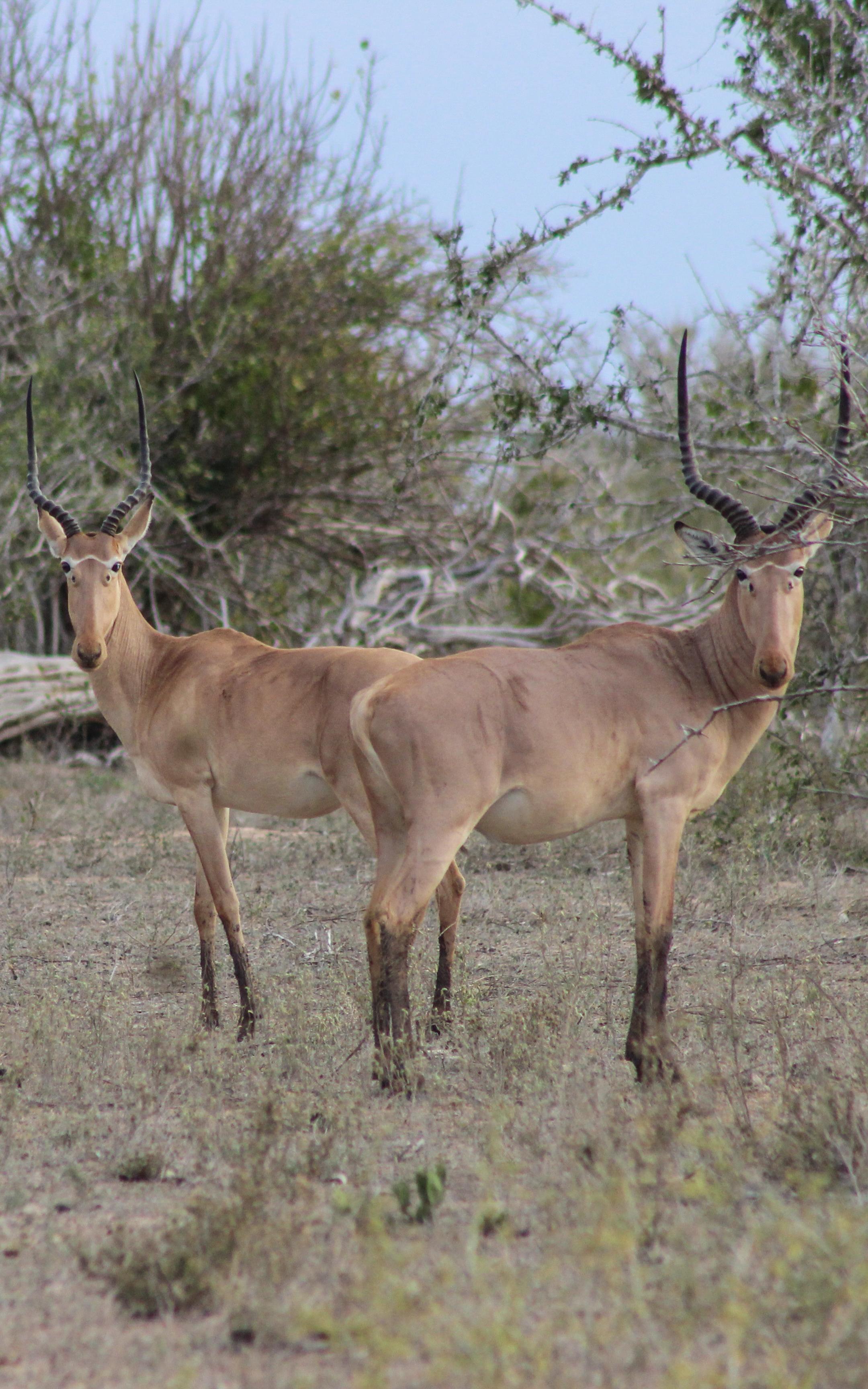 Beautiful News-Two antelopes 