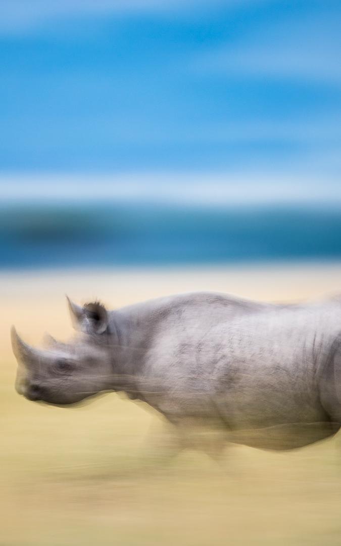 Rhino