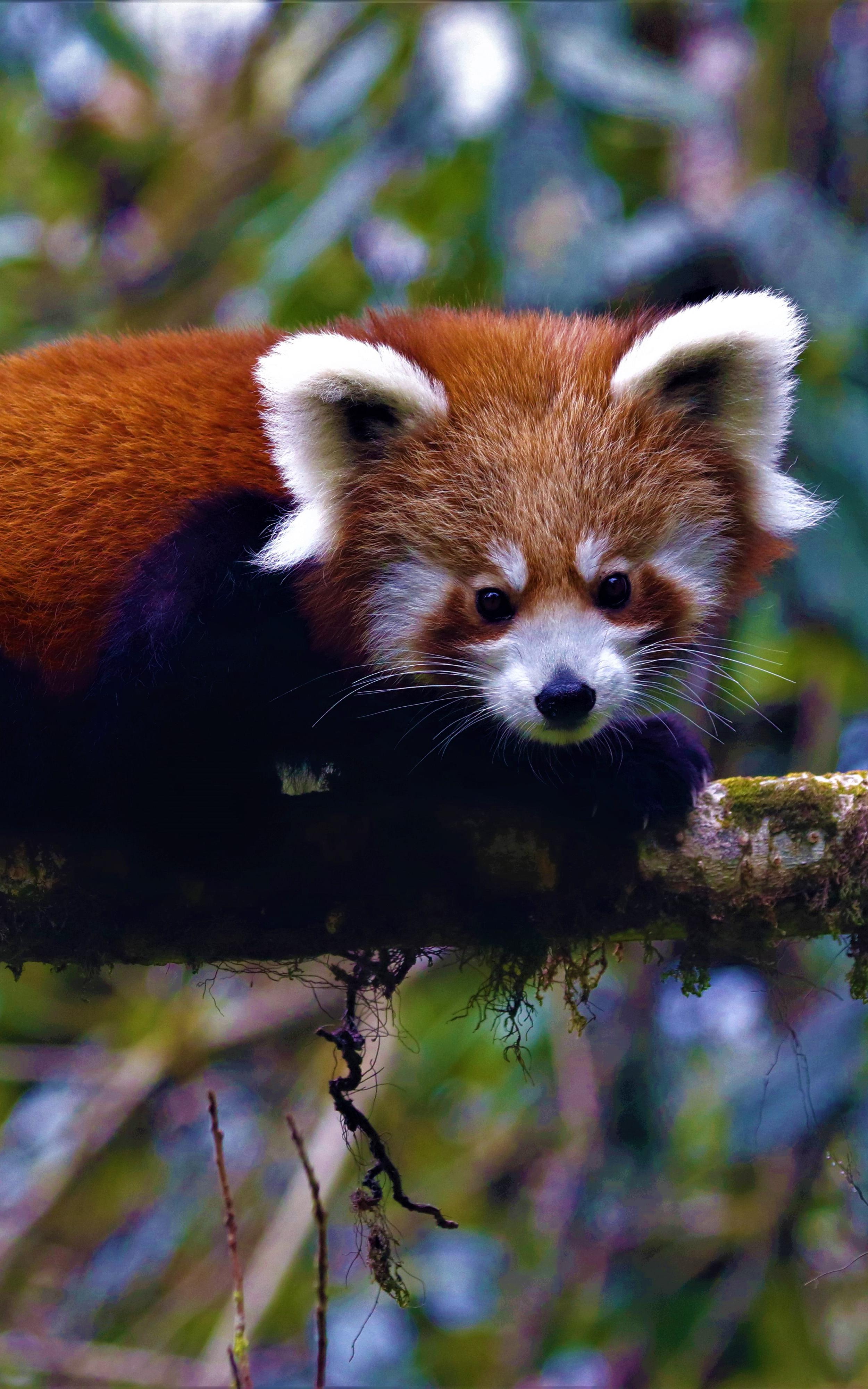 Beautiful News-Red panda perched on a tree branch