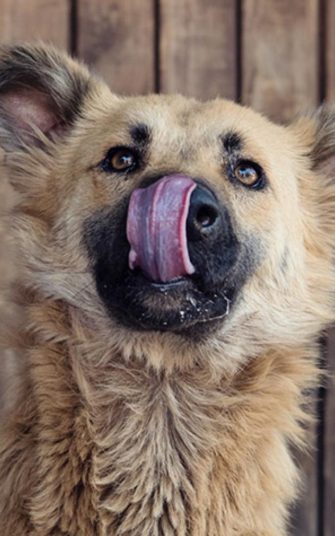 Dog licking nose