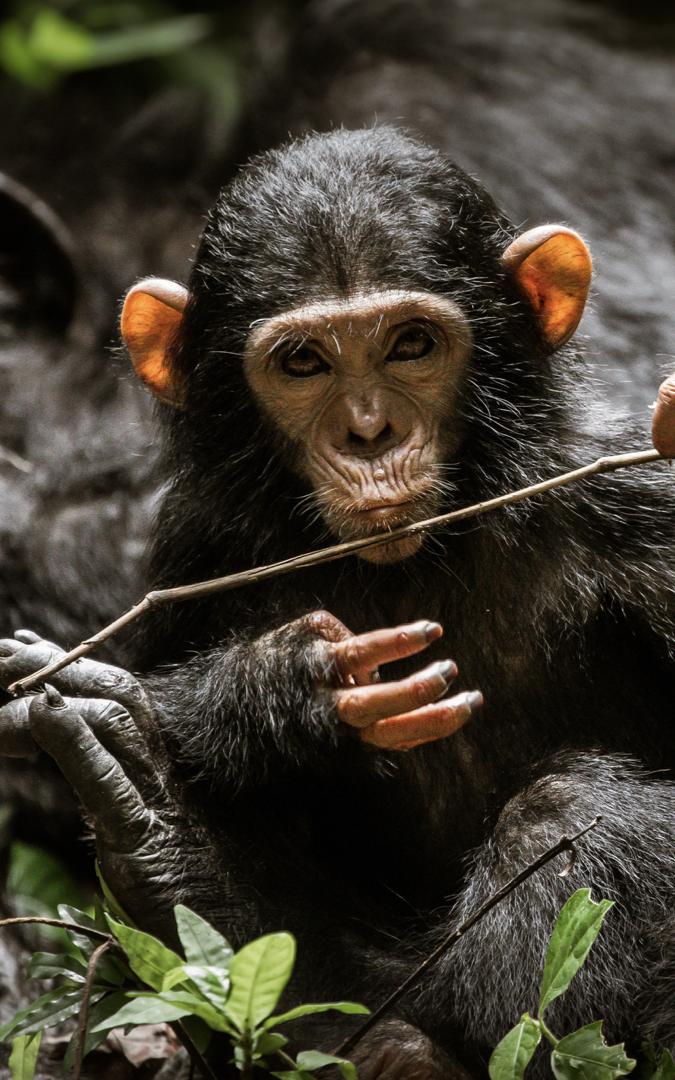 Baby guerrilla. 