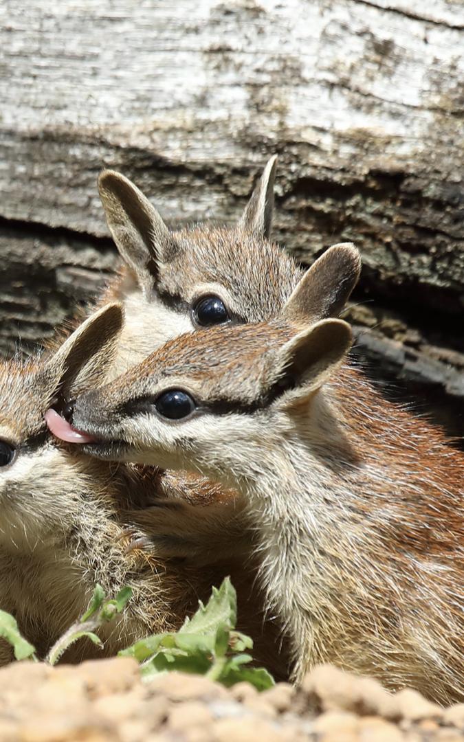 beautiful news numbats