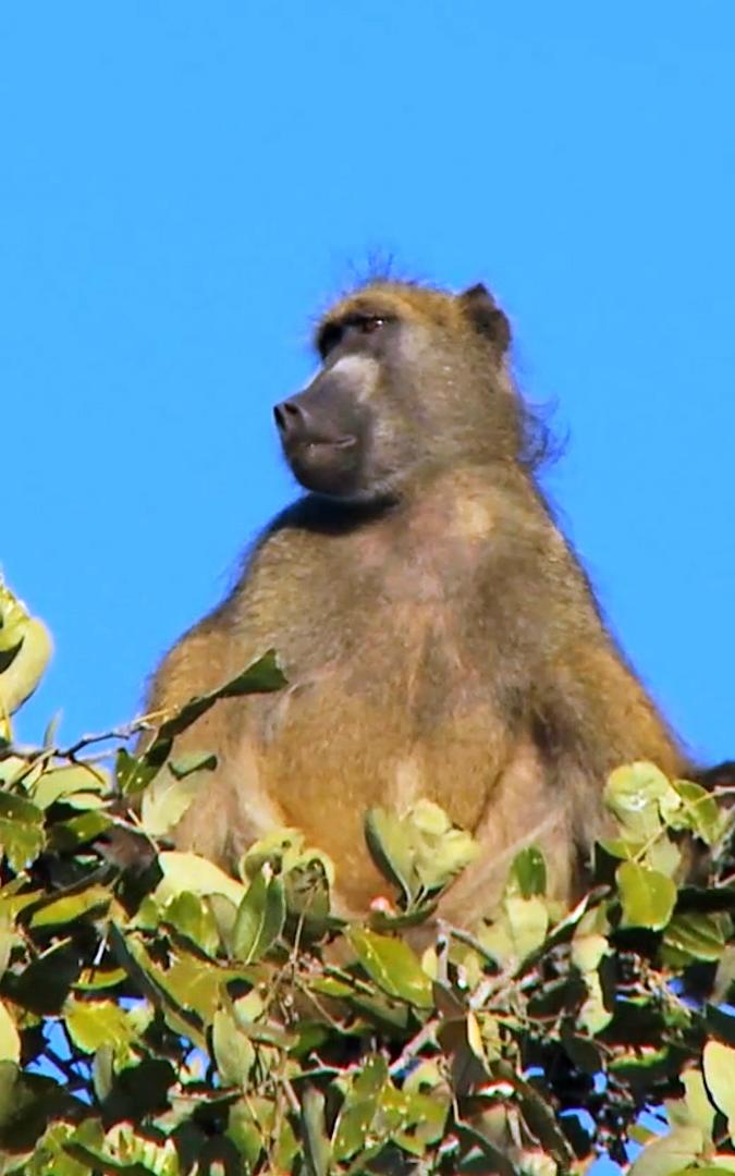 Beautiful News - Baboon in tree 