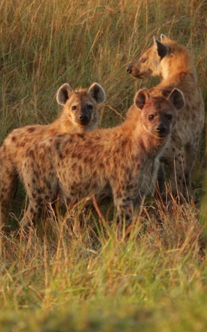 hyenas