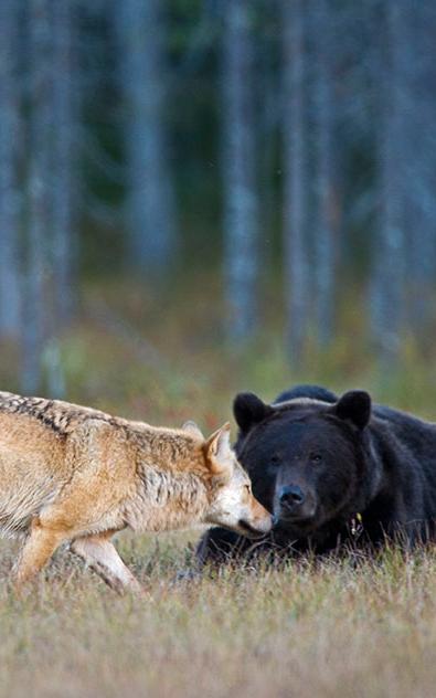 Beautiful News-Wolf and bear friendship.