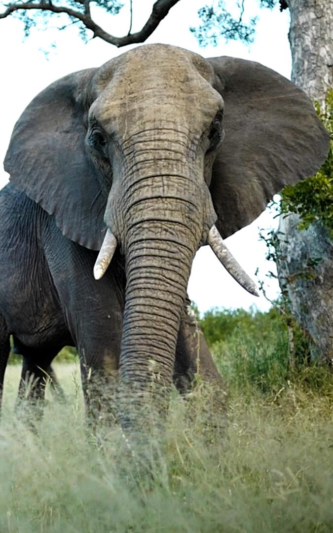 beautiful news african elephants