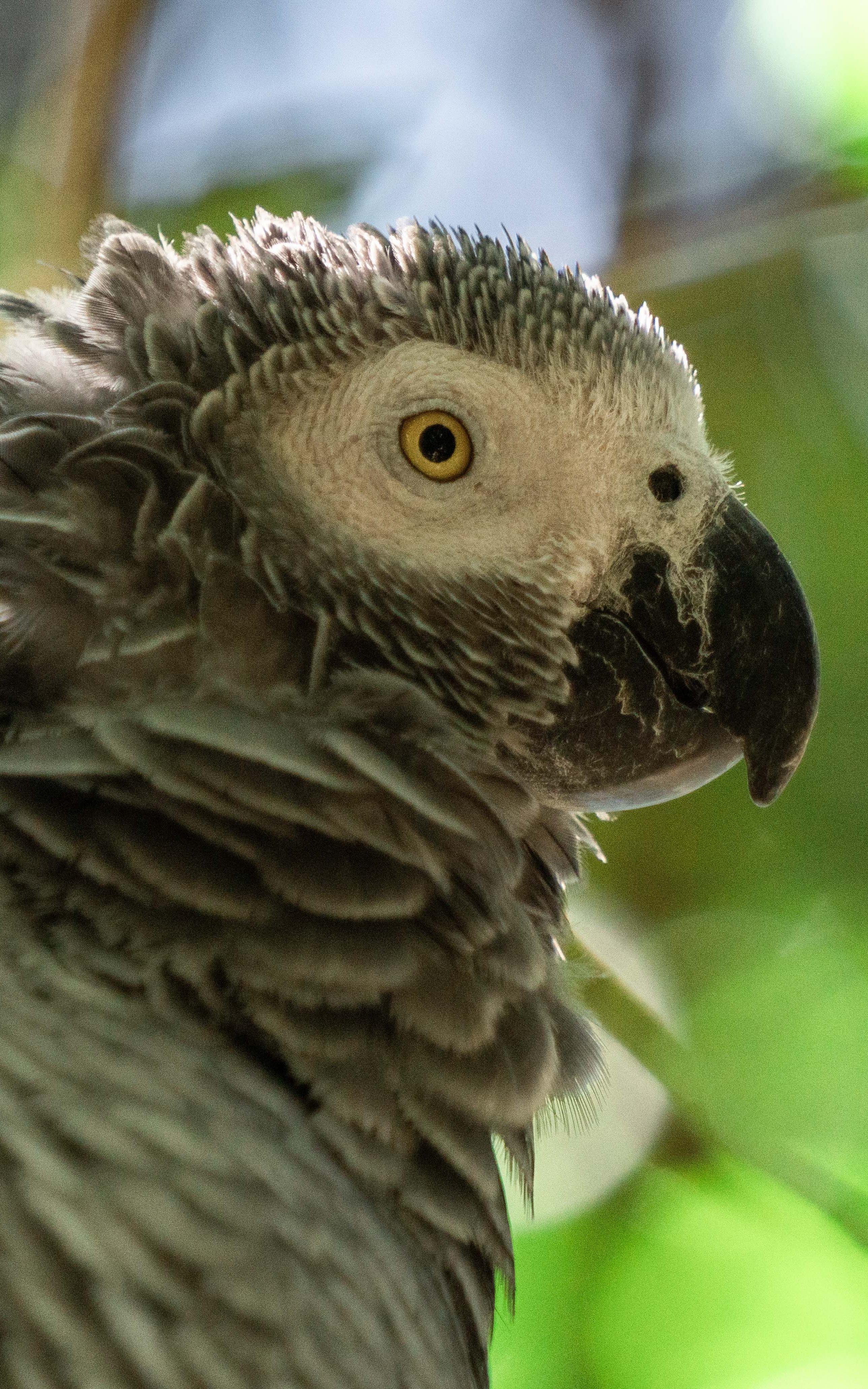 Parrot! 