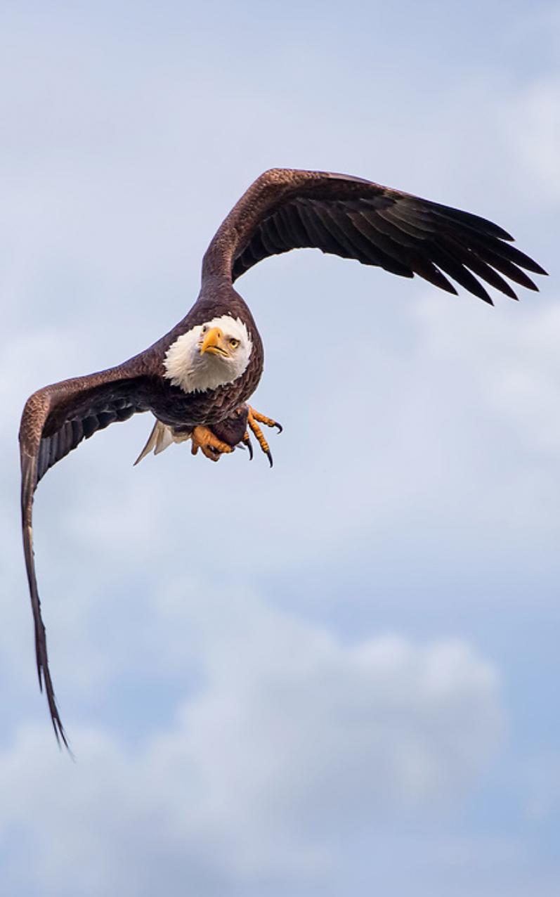 beautiful news bald eagles