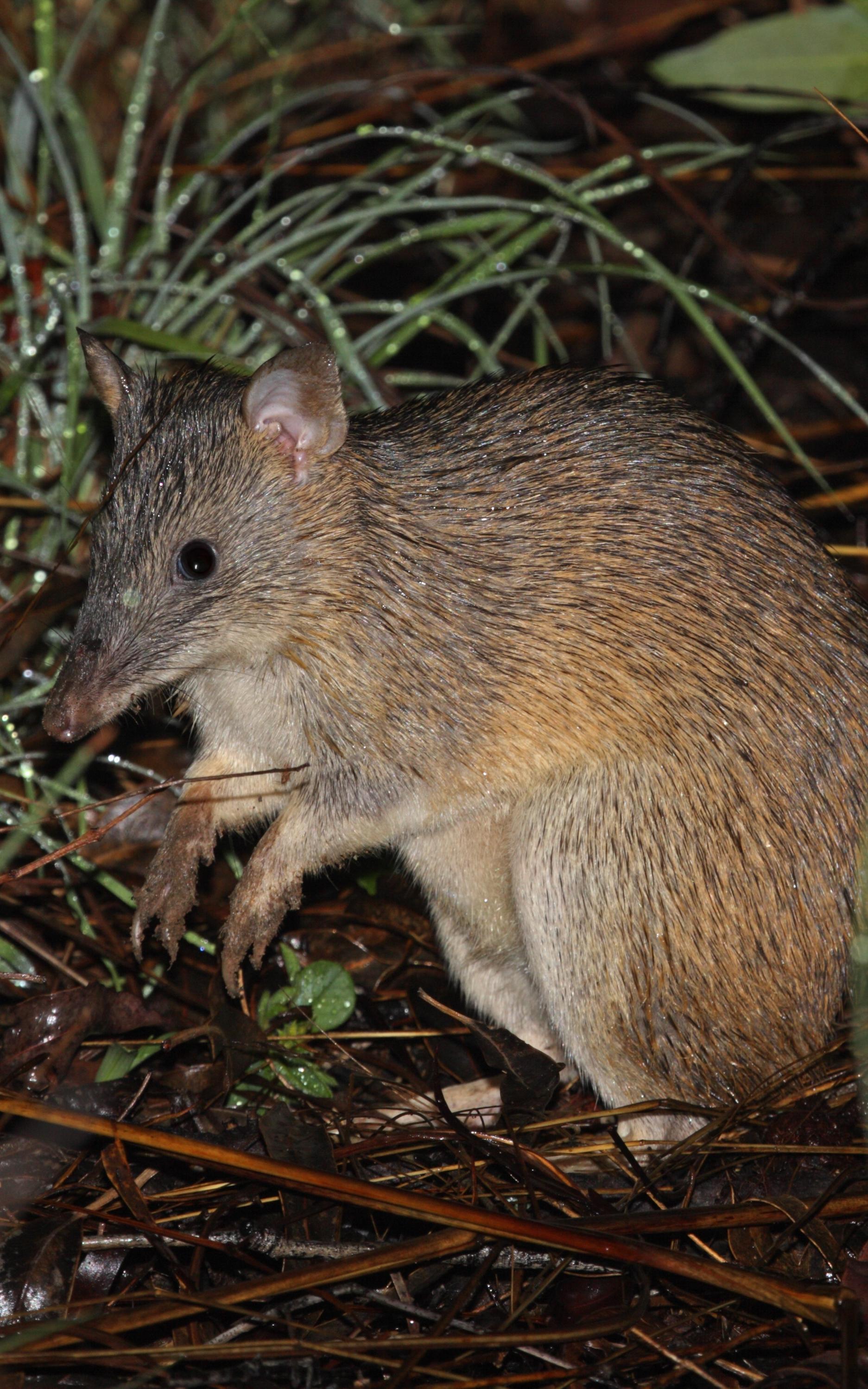 beautiful news bandicoot
