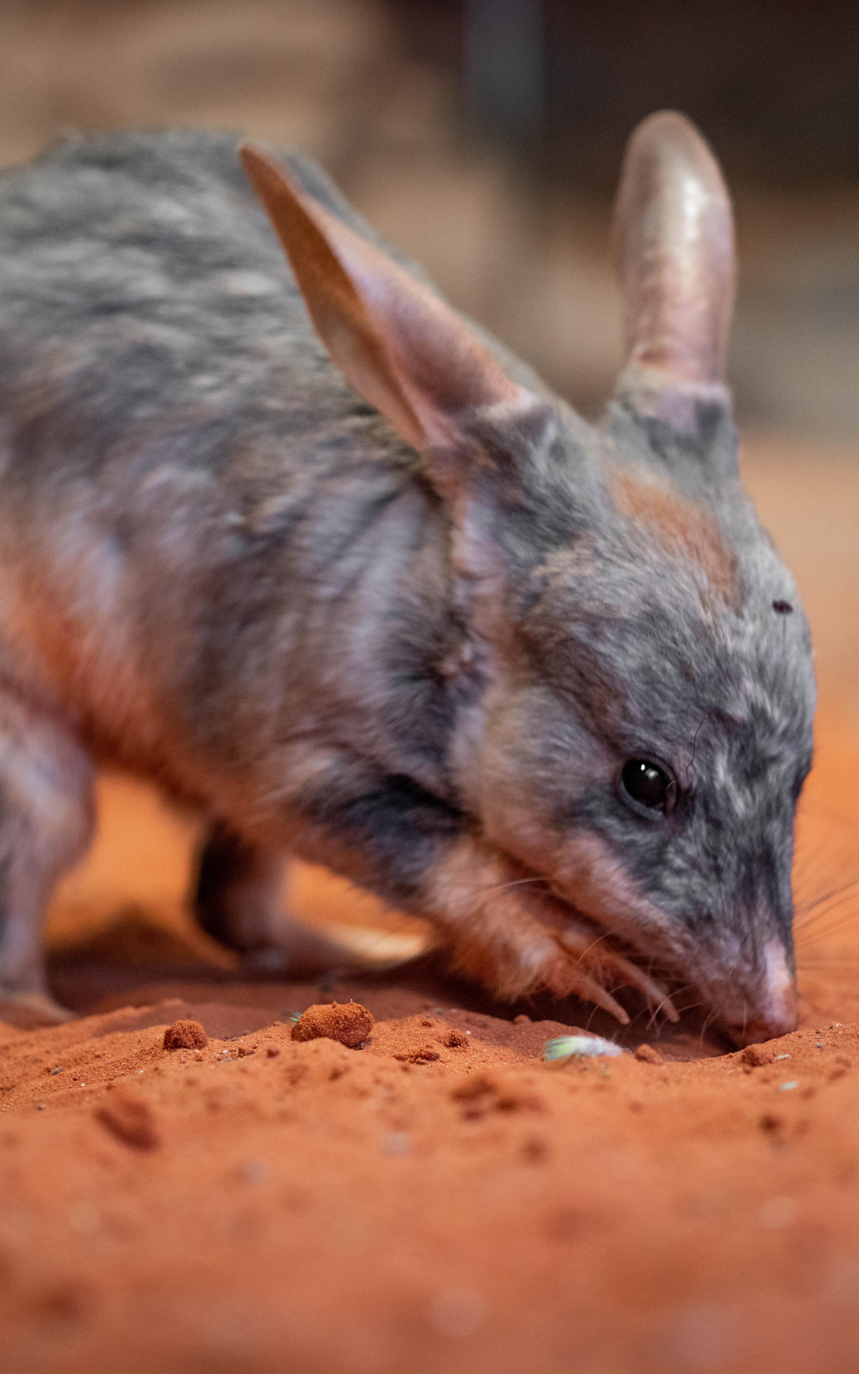 Tiny mouth with large ears.