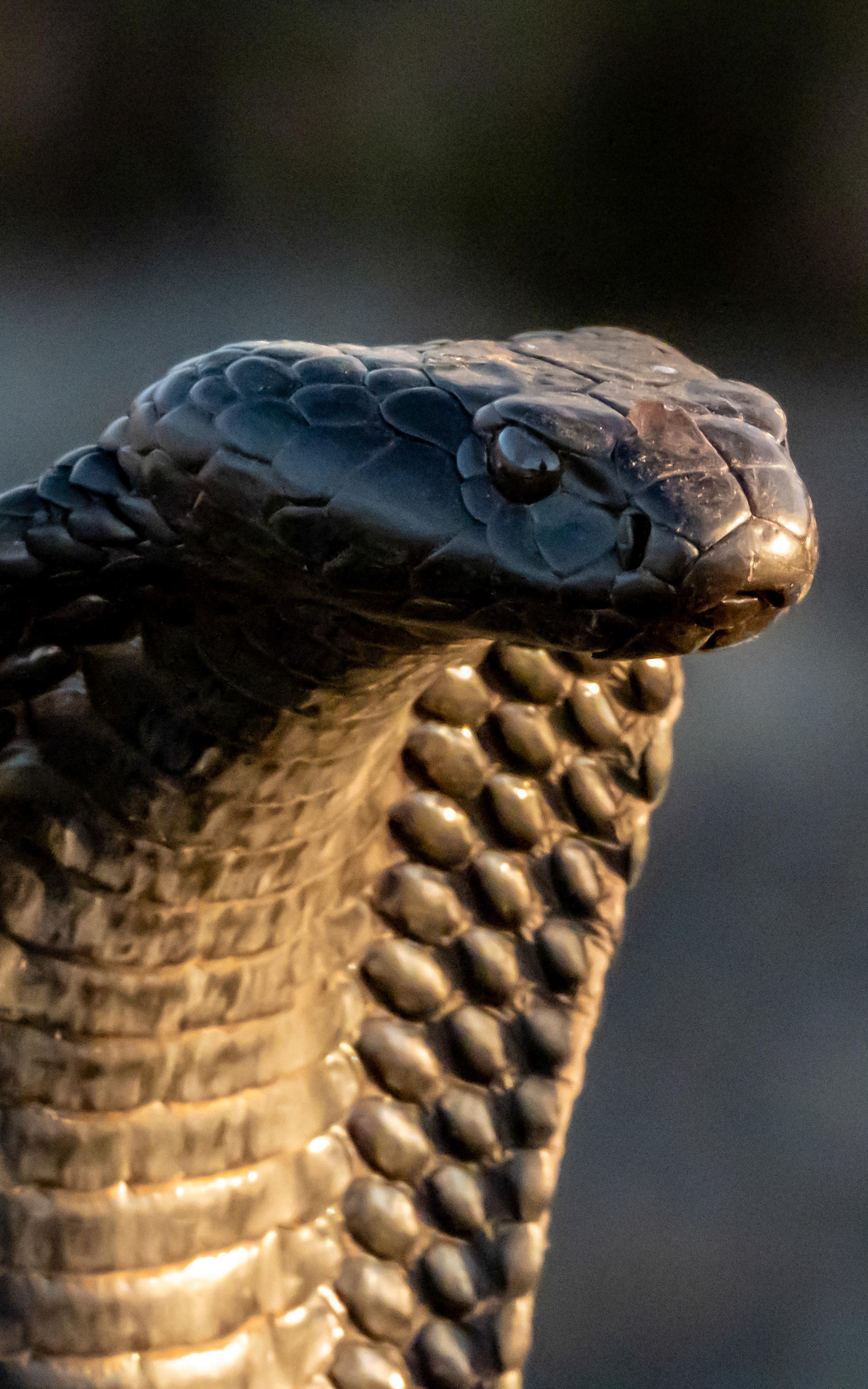 Snake, 