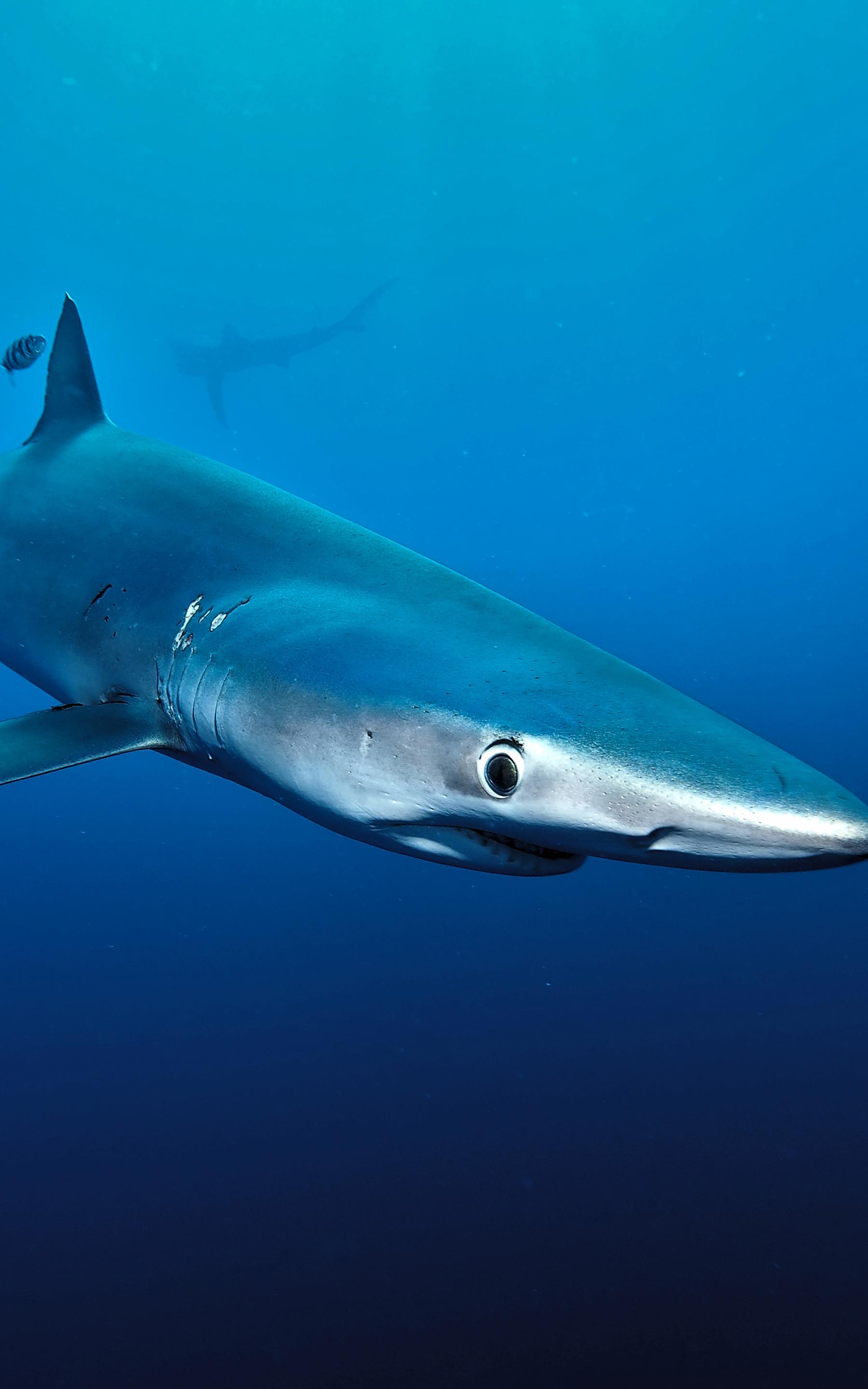 beautiful news blue shark