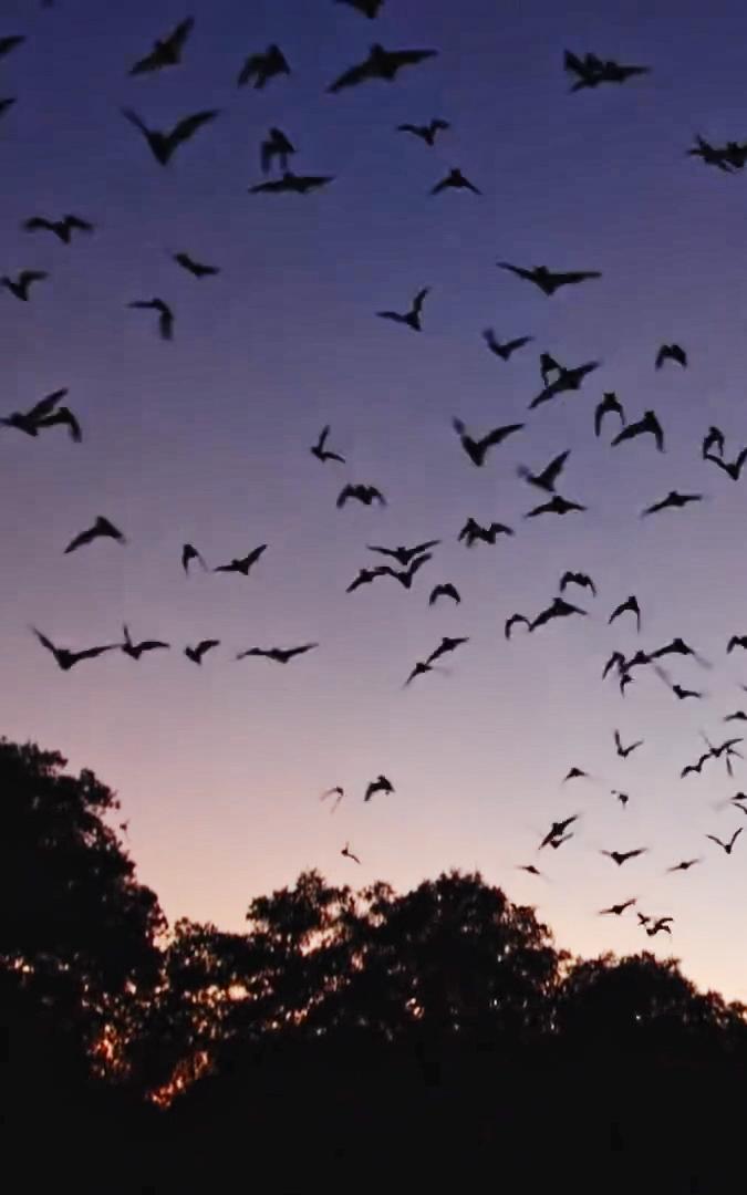 beautiful news bats