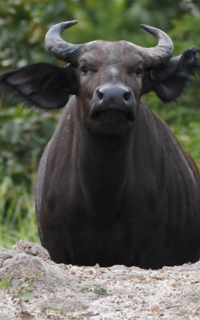 beautiful news buffalos