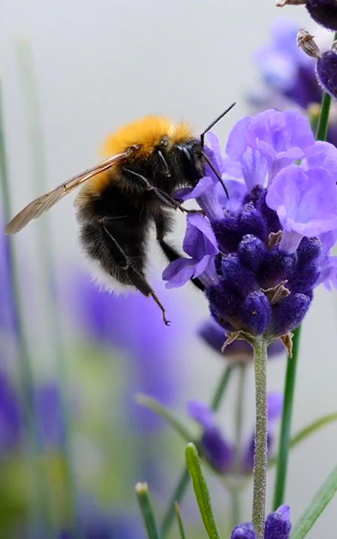 beautiful news bumblebees