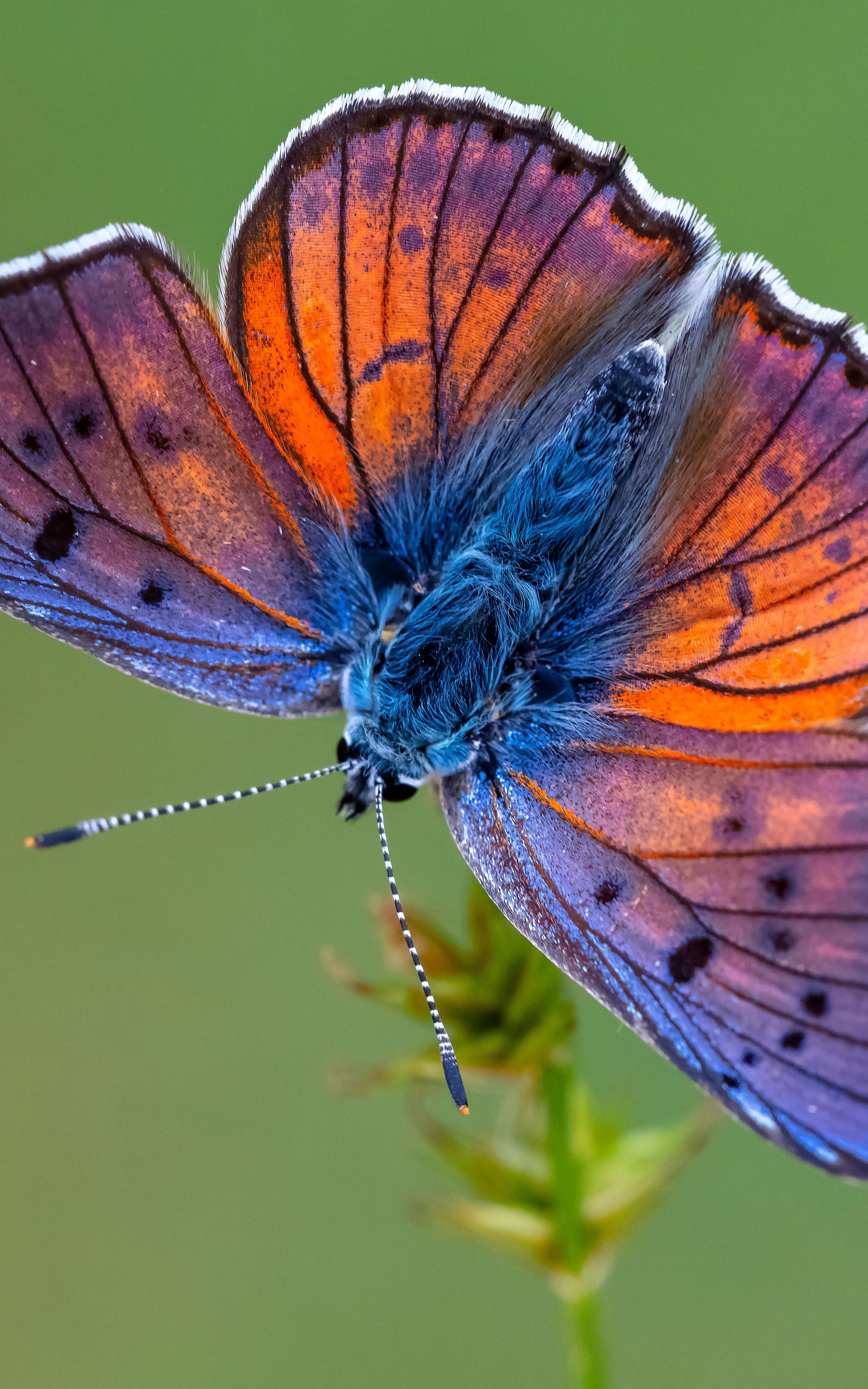 Purple Butterfly
