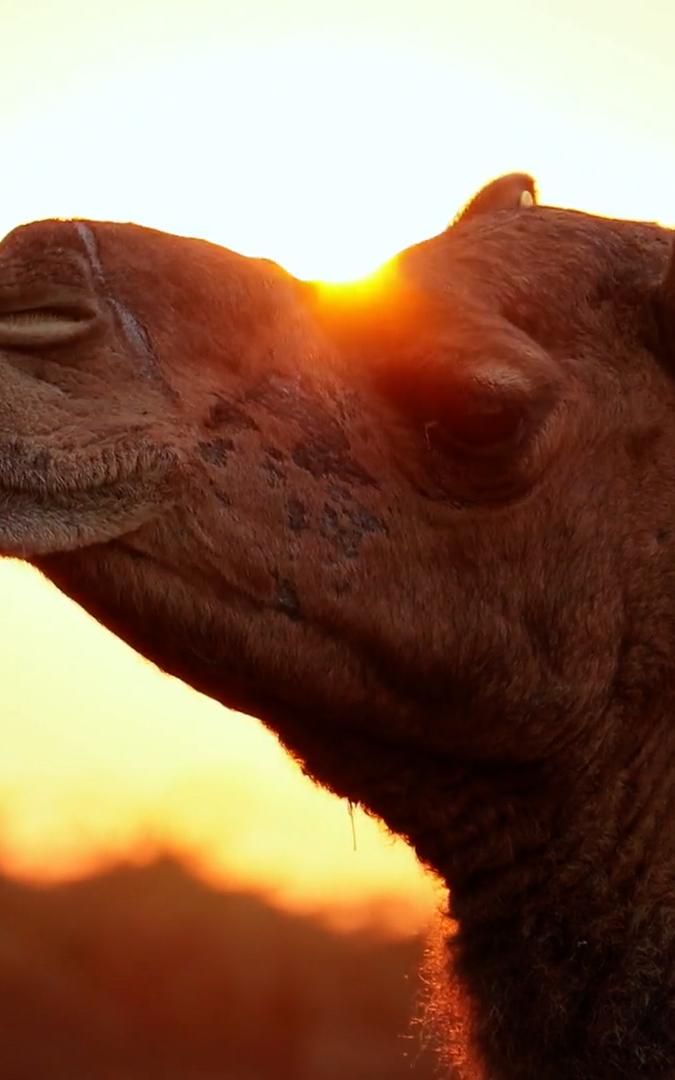 beautiful news camels