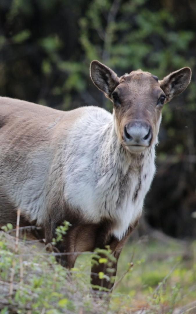 Beautiful News- Caribou.