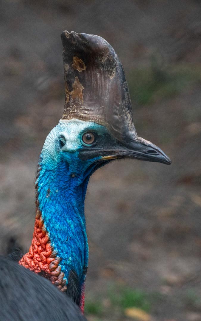 beautiful news cassowary