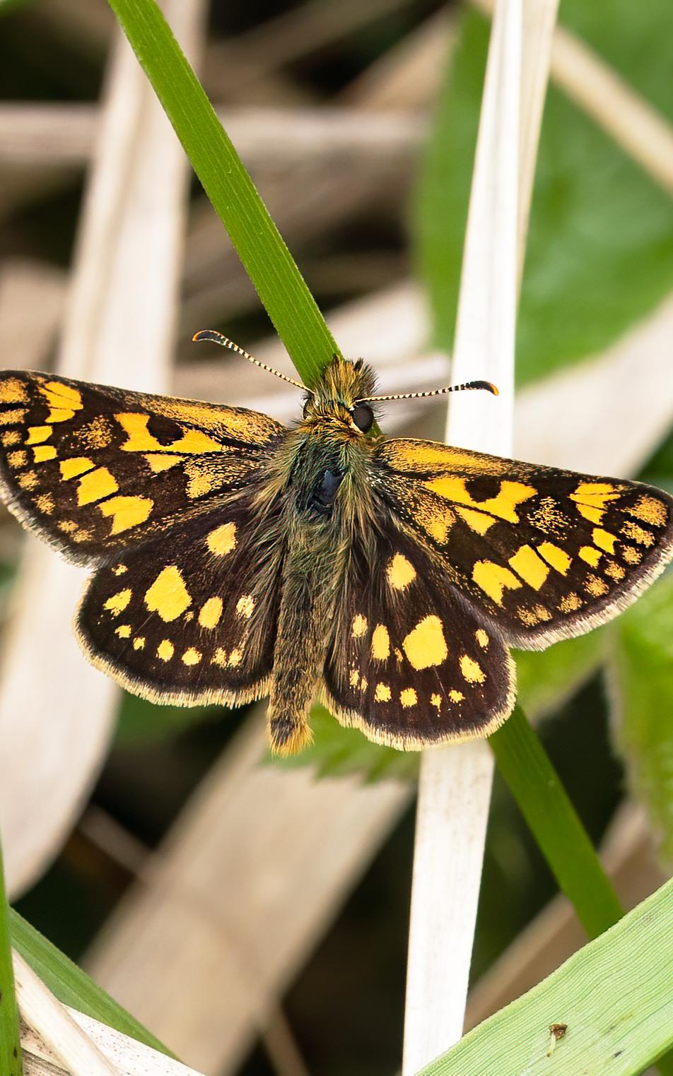 Beautiful News-Butterfly perched on grass leaf.