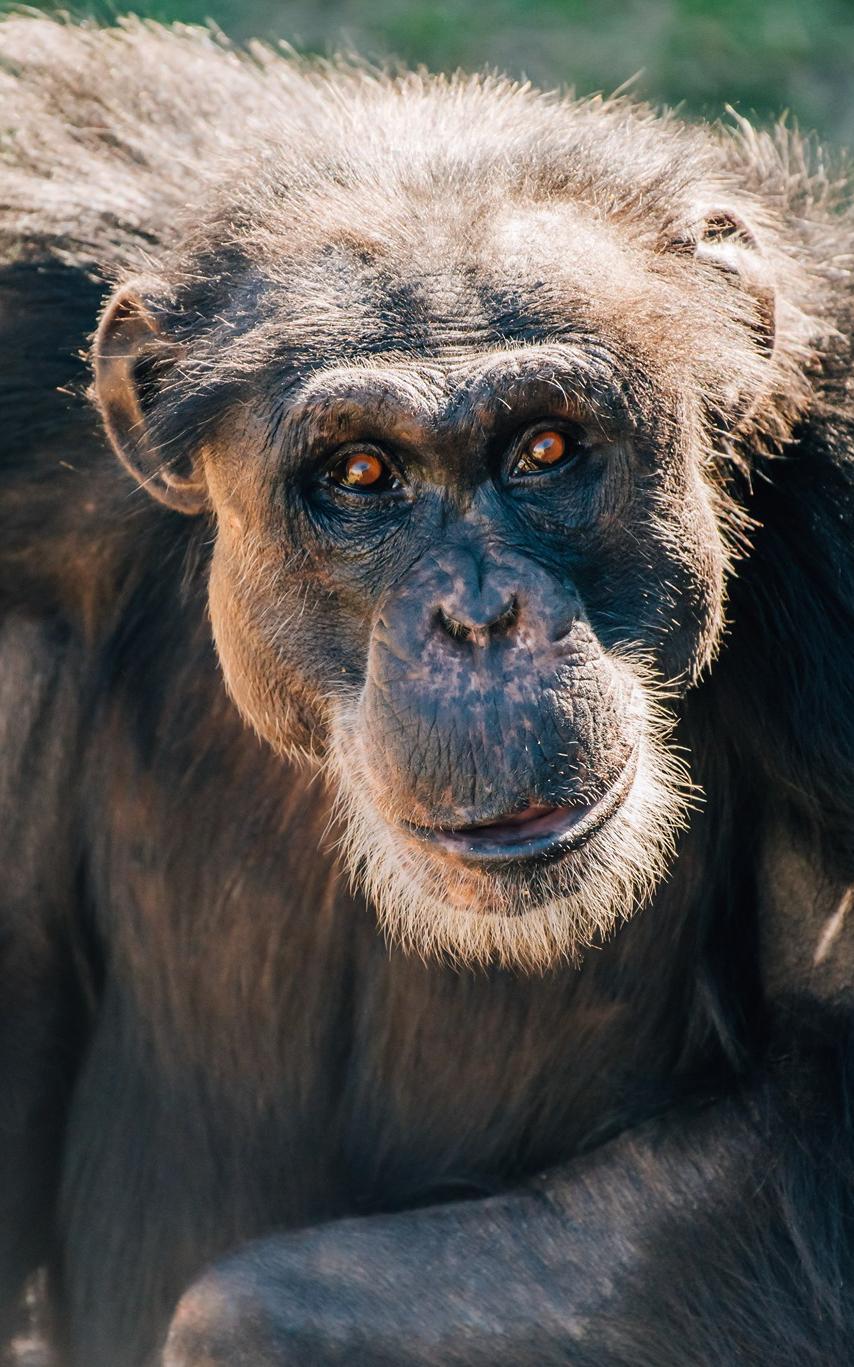 beautiful news chimp haven