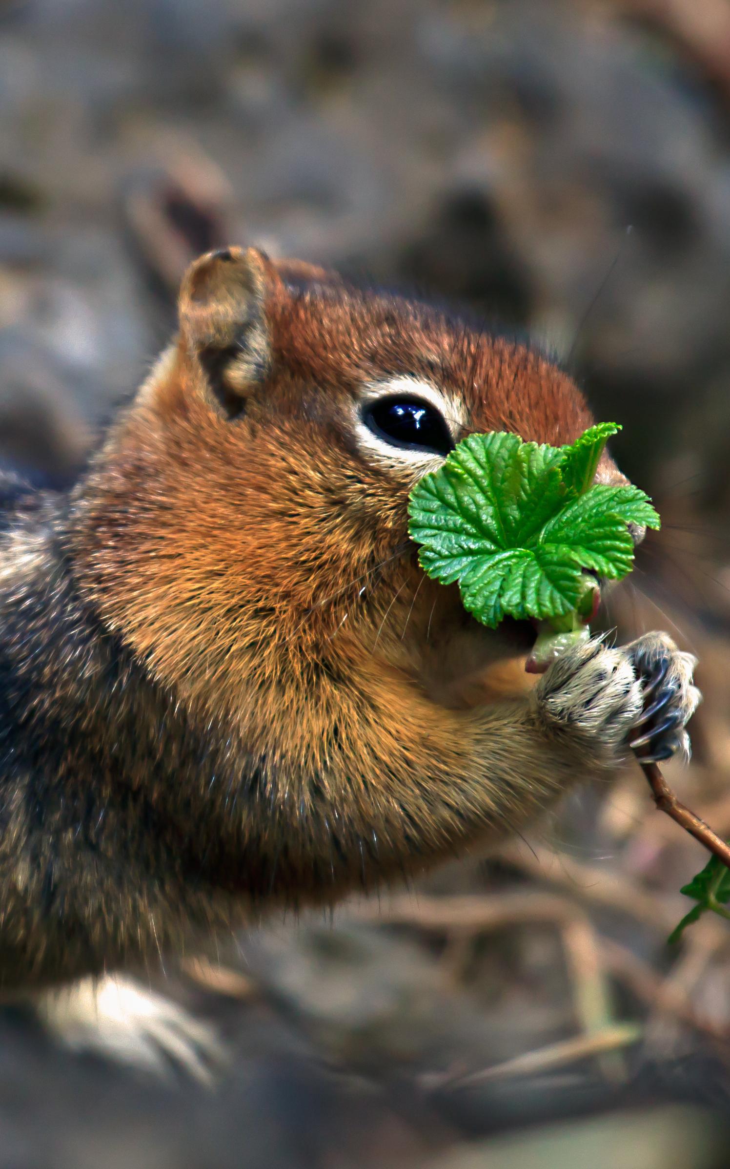 Beautiful News - A chipmunk holds a green leaf
