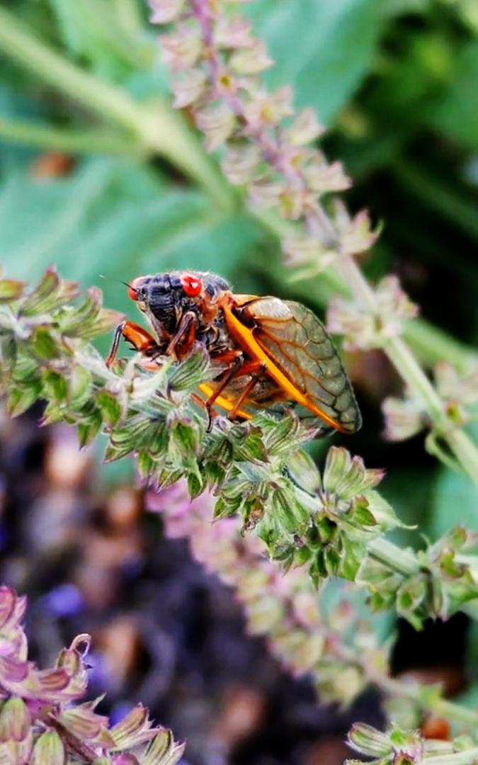 Beautiful News-Cicada perched on a leaf